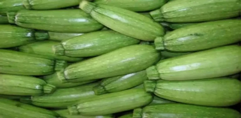 تفسير حلم الكوسا