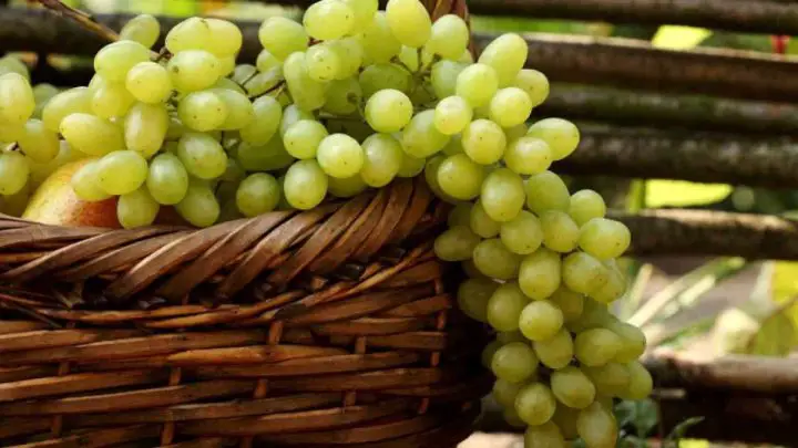 تفسير حلم العنب الأخضر للمطلقه
