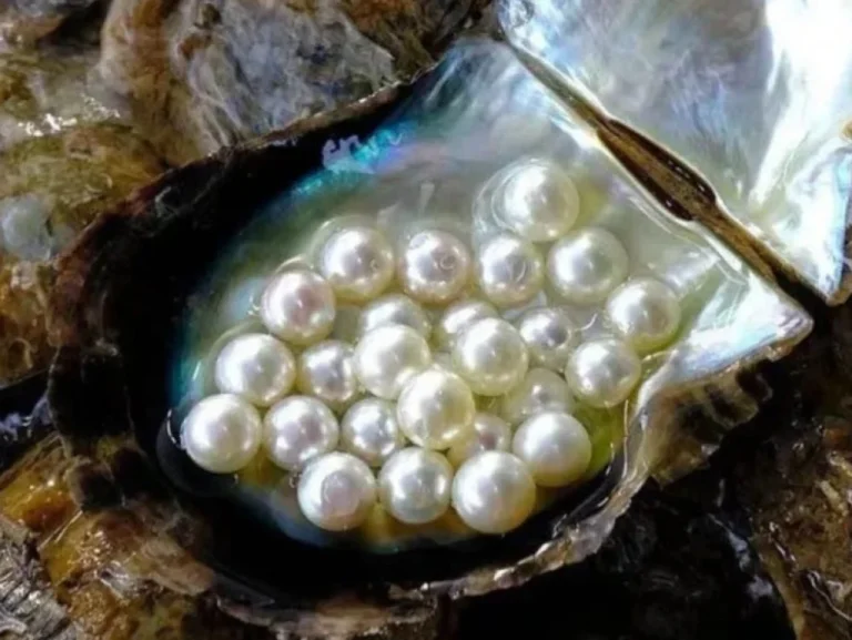 تفسير حلم اللؤلؤ في المنام للمتزوجه