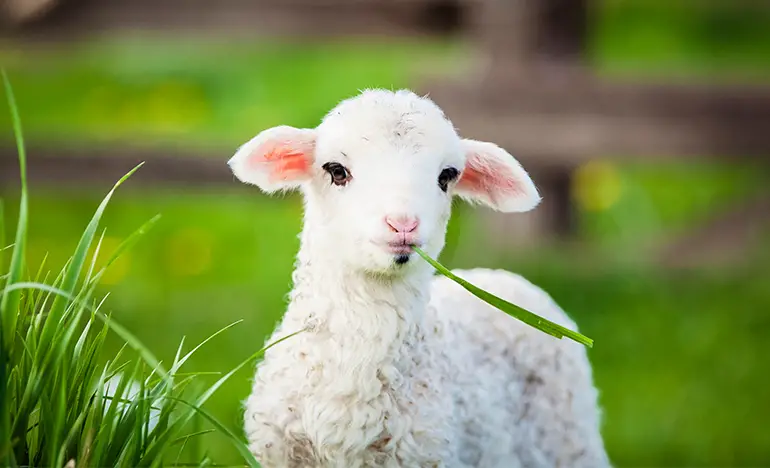 Interpretation of a dream about white sheep for a divorced woman