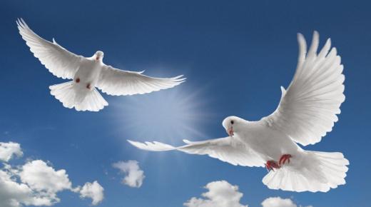 Naučite tumačenje viđenja bijelih golubova u snu od Ibn Sirina