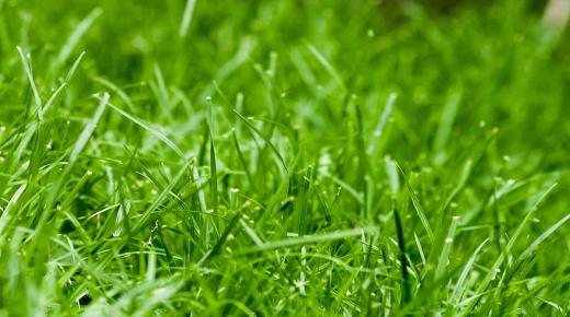 Kakvo je tumačenje viđenja zelene trave u snu od Ibn Sirina?