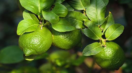 10 petunjuk untuk tafsiran mimpi tentang lemon hijau dalam mimpi oleh Ibn Sirin, kenali mereka secara terperinci