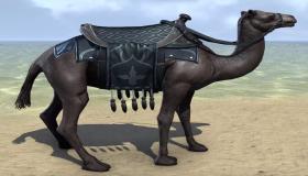 10 indikacione për të parë një deve të zezë në ëndërr, njihuni me to në detaje
