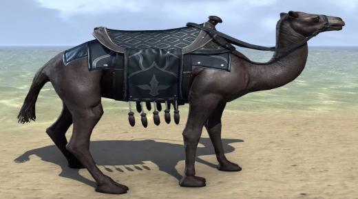 10 ενδείξεις για να δείτε μια μαύρη καμήλα σε όνειρο, γνωρίστε τις λεπτομερώς