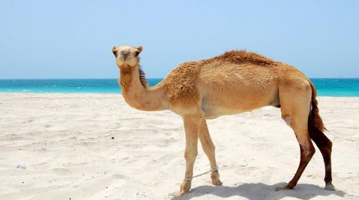 Qual é a interpretação dos camelos em um sonho de Ibn Sirin?