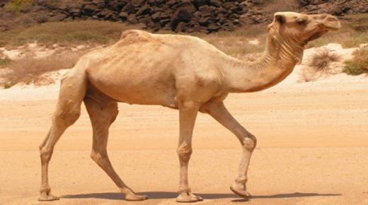Alamin ang interpretasyon ng makakita ng maraming kamelyo sa panaginip ni Ibn Sirin
