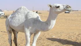 Дознајте за 20-те најважни толкувања за гледање бела камила во сон