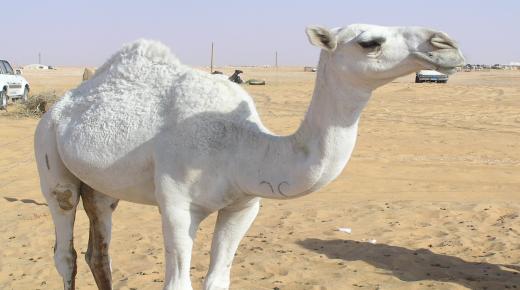 Зүүдэндээ цагаан тэмээ харах хамгийн чухал 20 тайлбарын талаар олж мэдээрэй