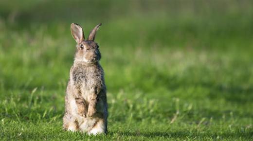 למד עוד על הפרשנות של ארנבות בחלום על פי אבן סירין
