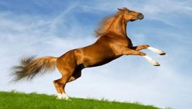 Apakah tafsiran melihat kuda coklat dalam mimpi oleh Ibn Sirin?