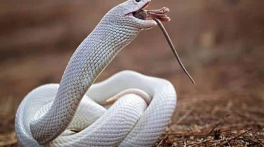 הנחש הלבן בחלום למי שנשוי לאבן סירין