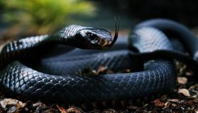 根據伊本·西林的說法，我在夢中夢見了一條黑蛇
