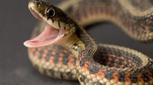 10 σημάδια ότι βλέπεις να τρώει ένα φίδι σε ένα όνειρο