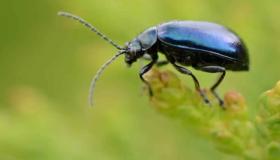İbn Şirin'den rüyada siyah böcek görmenin 7 belirtisi, onları ayrıntılı olarak tanıyın
