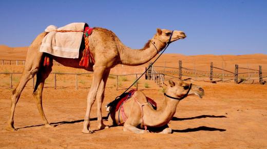 10 indications of seeing a small camel in a dream by Ibn Sirin, get to know them in detail