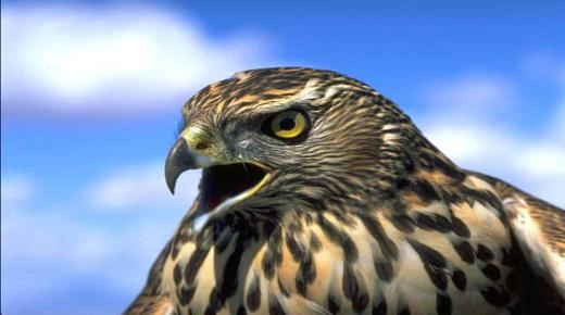 Koyi fassarar falcon a mafarki
