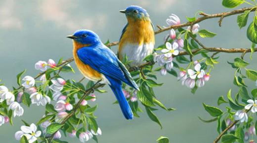 इब्न सिरिन द्वारा दो पक्षियों के बारे में एक सपने की व्याख्या के बारे में जानें