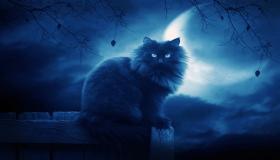 7 pokazatelja sna o crnoj mački u snu od Ibn Sirina, upoznajte ih detaljno