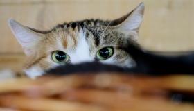 Qual é a interpretação de comer gatos em um sonho, segundo juristas experientes?