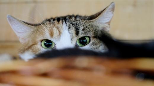 Vad är tolkningen av att äta katter i en dröm enligt seniora jurister?