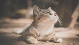 Tefsîra pisîka di xewna Îbnî Sirîn de çi ye?