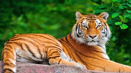 Qual é a interpretação de ver um tigre em um sonho de acordo com Ibn Sirin?
