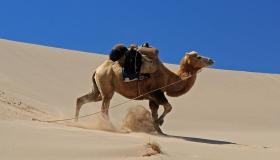 Interpretação de ver um camelo furioso em um sonho por Ibn Sirin