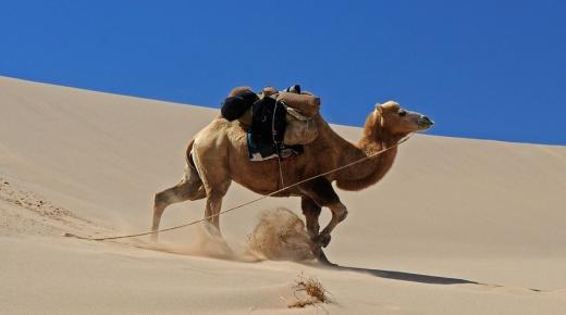 Dehongliad o weld camel cynddeiriog mewn breuddwyd gan Ibn Sirin