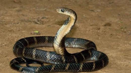 Толкување на змија убиена во сон од Ибн Сирин