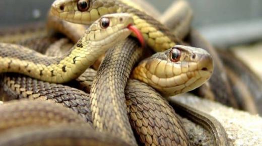 Μάθετε για την ερμηνεία ενός ονείρου για πολλά φίδια από τον Ibn Sirin