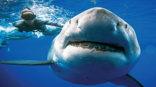 इब्न सर्नद्वारे शार्कबद्दलच्या स्वप्नाचा अर्थ