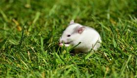 חלמתי על עכבר לבן לאבן סירין