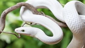 Ερμηνεία του να δεις ένα λευκό φίδι και να το σκοτώσεις σε ένα όνειρο