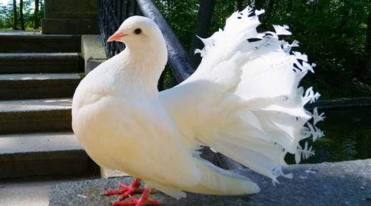 Приснился белый голубь Ибн Сирина