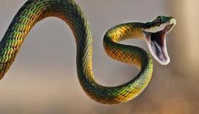 Σκότωσε ένα φίδι σε ένα όνειρο από τον Ibn Sirin