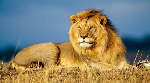 Ερμηνεία ενός ονείρου για ένα λιοντάρι για ανώτερους διερμηνείς