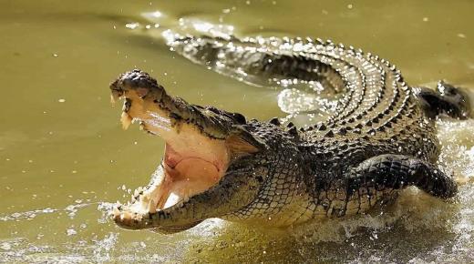 20 interpretimet më të rëndësishme të një ëndrre për krokodilët dhe aligatorët nga Ibn Sirin