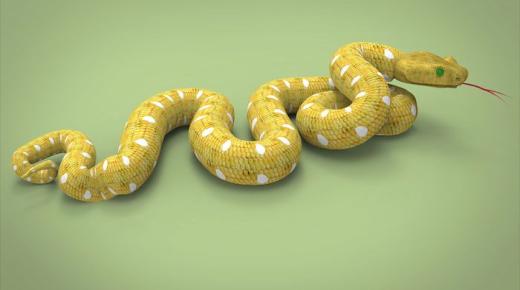 Ερμηνεία ενός ονείρου για ένα χρωματιστό φίδι από τον Ibn Sirin