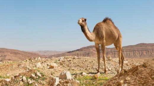 Толкување на сон со камила за самохрани жени од Ибн Сирин