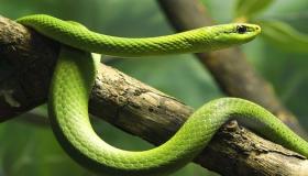 Οι 20 πιο σημαντικές ερμηνείες του να δεις ένα φίδι σε όνειρο από τον Ibn Sirin