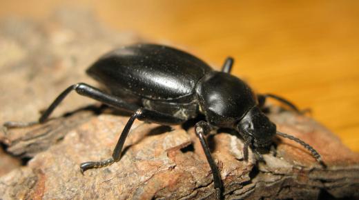 Tafsir mimpi tentang kumbang hitam di dalam rumah oleh Ibnu Sirin