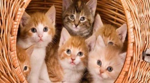 Şiroveya dîtina pisîkan di xewnê de ji aliyê Îbnî Sirîn ve çi ye?