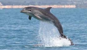 Apa interpretasi saka ngimpi dolphin saka Ibnu Sirin?