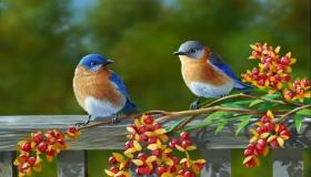 Երազում գունավոր թռչունների երազի համար Իբն Սիրինի մեկնաբանությունները