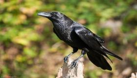 Aprenda sobre a interpretação de um sonho sobre um corvo negro em um sonho de Ibn Sirin