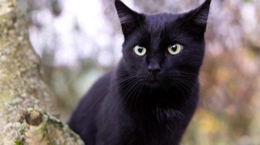 Ερμηνεία ενός ονείρου για μια μαύρη γάτα από τον Ibn Sirin