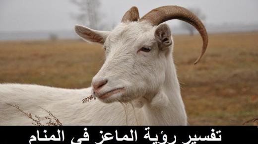 Interpretação de um sonho sobre uma cabra por Ibn Sirin e os principais comentaristas