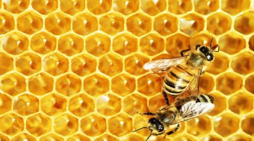 20 הפרשנות החשובה ביותר לחלום הדבורים לנשים רווקות מאת אבן סירין