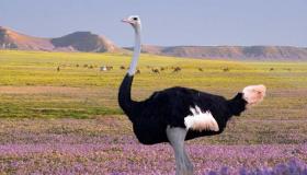 As 20 interpretações mais importantes do sonho de um avestruz de Ibn Sirin